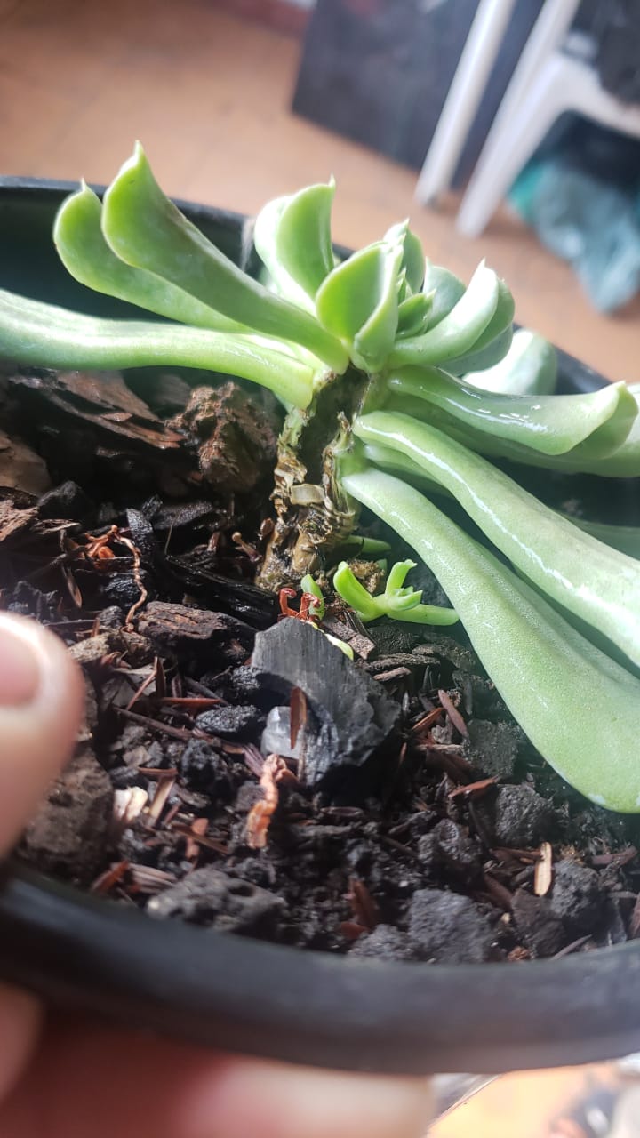 Fungo Olho negro tronco ( Echeveria Runyonii )